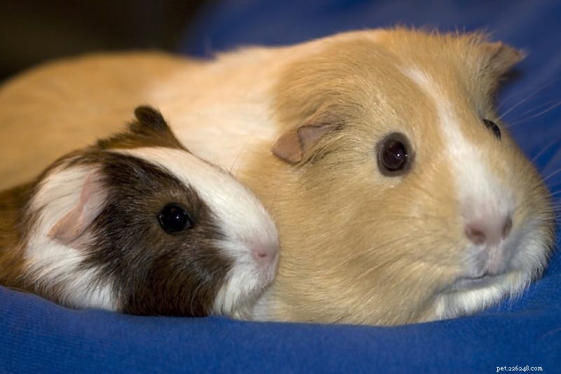 Understanding Guinea Pig Biting: Causes, Prevention, and Solutions