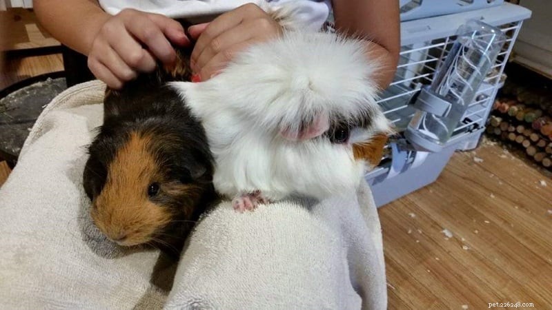 Understanding Guinea Pig Biting: Causes, Prevention, and Solutions