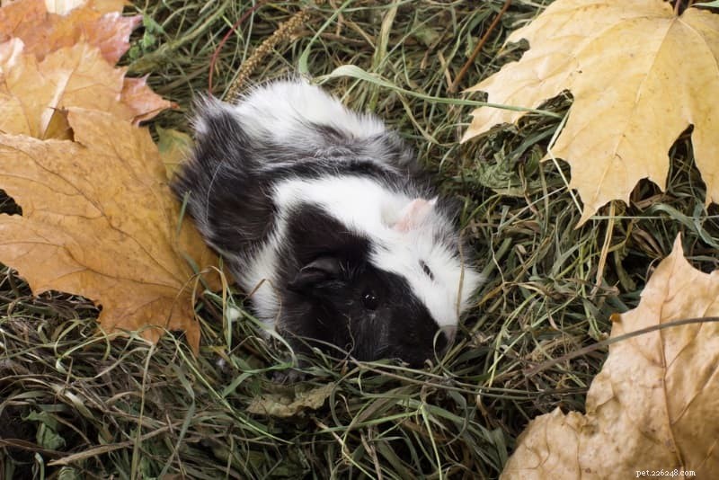 Choosing the Best Hay for Guinea Pigs: Expert Tips for Optimal Health