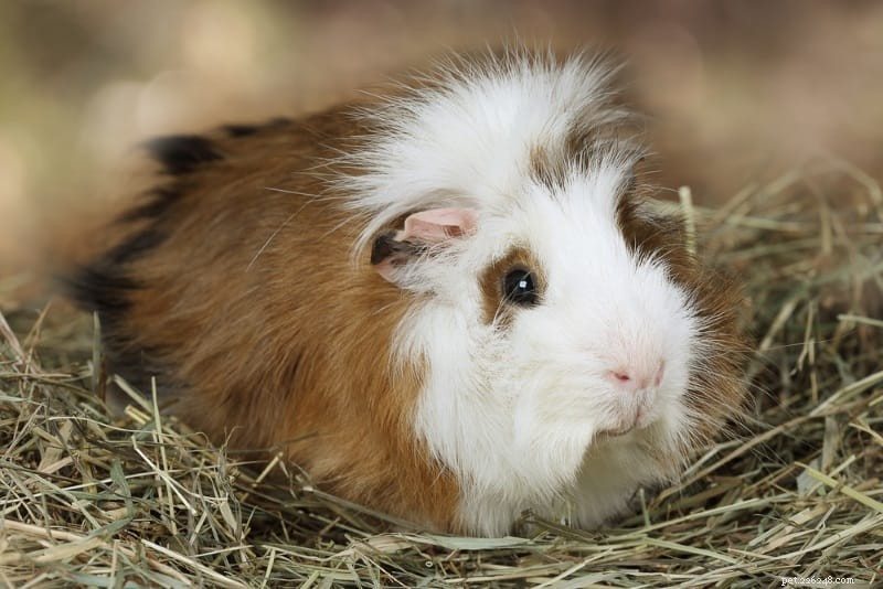 Choosing the Best Hay for Guinea Pigs: Expert Tips for Optimal Health