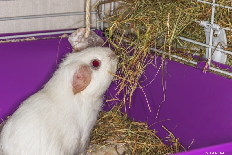 Choosing the Best Hay for Guinea Pigs: Expert Tips for Optimal Health