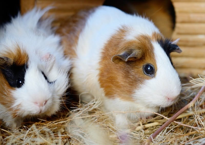 Choosing the Best Hay for Guinea Pigs: Expert Tips for Optimal Health