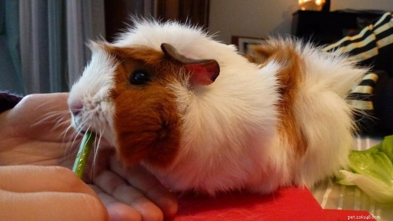 12 Expert Tips to Keep Your Guinea Pig Cool This Summer