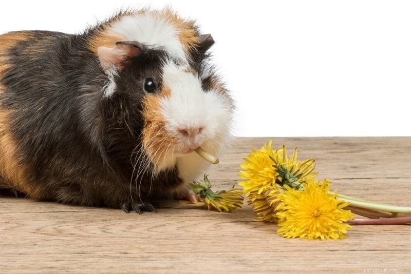12 Expert Tips to Keep Your Guinea Pig Cool This Summer