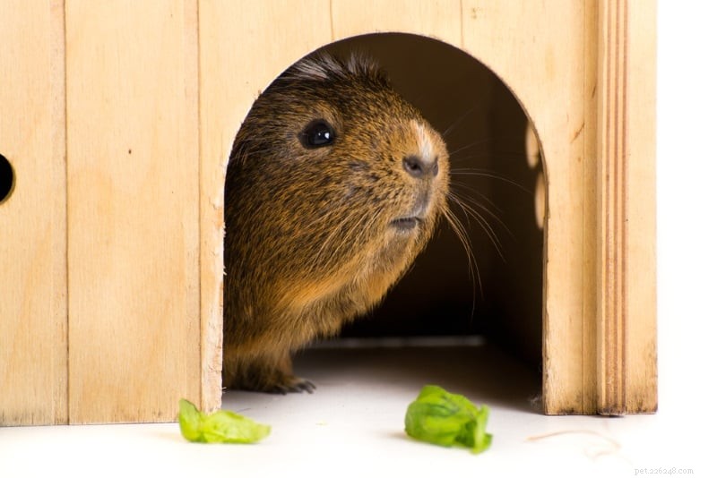 12 Expert Tips to Keep Your Guinea Pig Cool This Summer