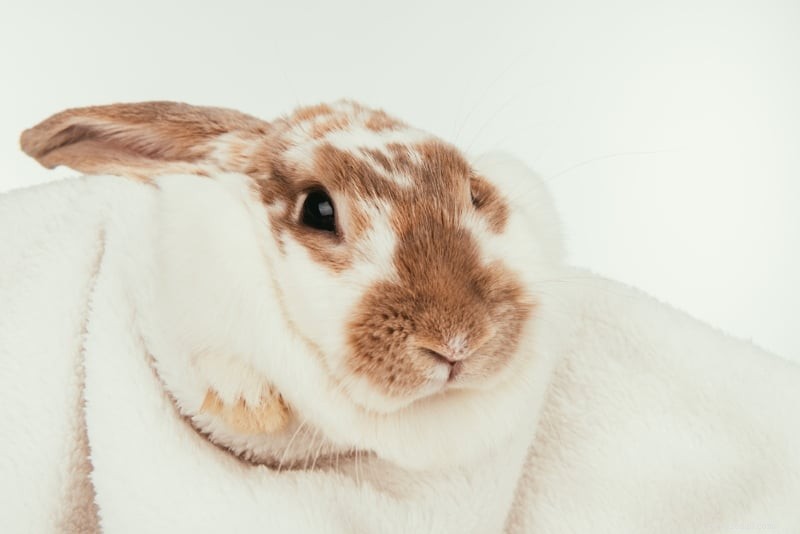 Ultimate Rabbit Grooming Guide: Expert Care for a Healthy, Happy Bunny