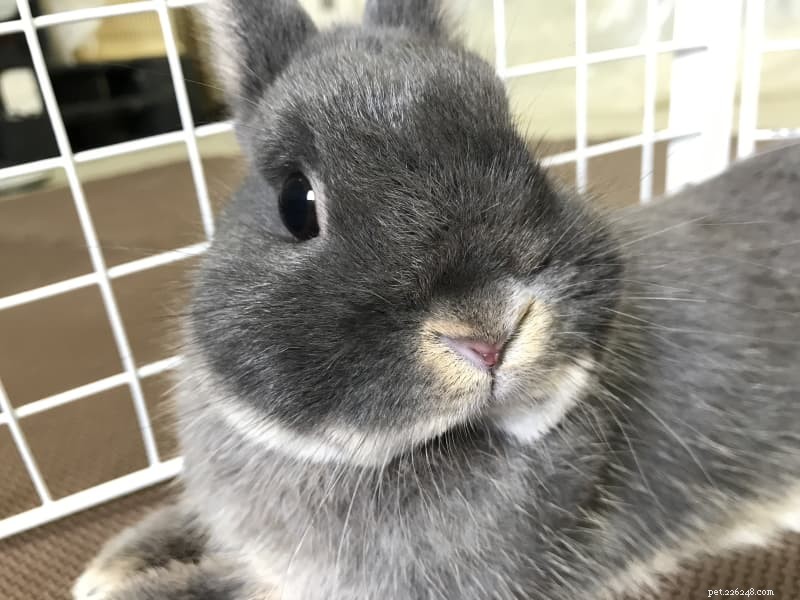 8 Clear Indicators Your Rabbit Is Depressed – Spot Symptoms Early for Better Care