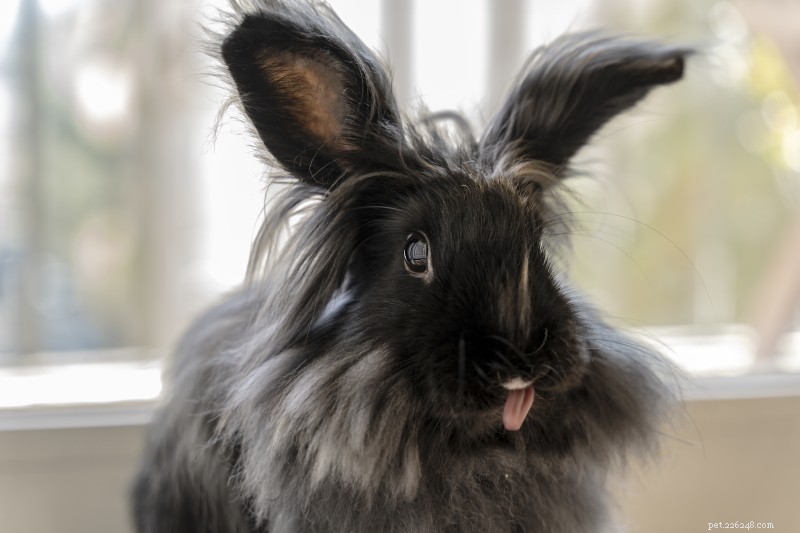 8 Clear Indicators Your Rabbit Is Depressed – Spot Symptoms Early for Better Care