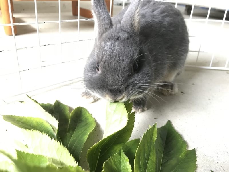 Essential & Optional Items for Your Rabbit’s Cage: A Comprehensive Guide
