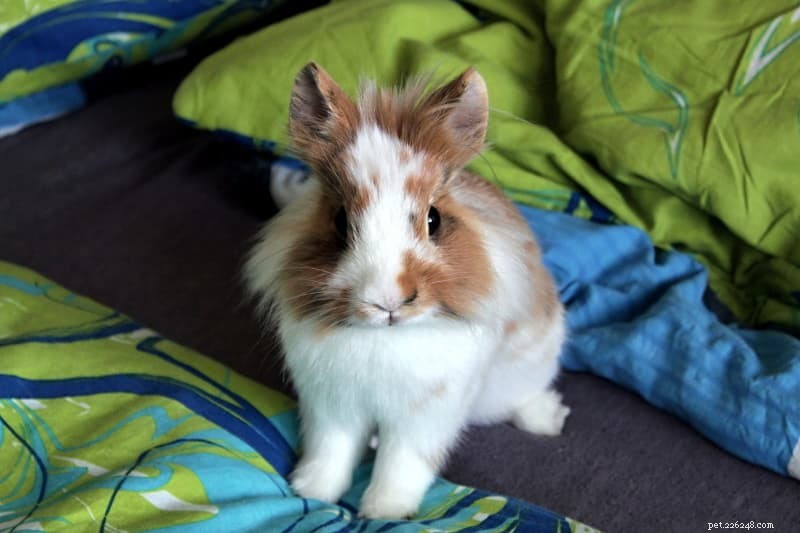 Do Rabbits Thrive Alone or With Companions? Expert Guide