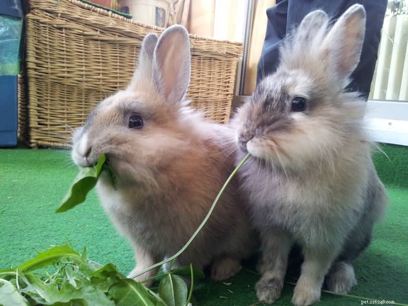 Essential & Optional Items for Your Rabbit’s Cage: A Comprehensive Guide