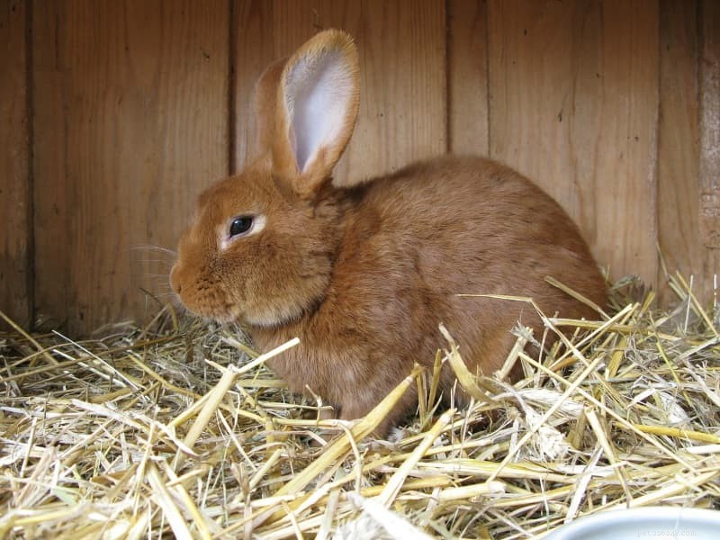 Winter Care Guide: 10 Essential Tips for Outdoor Rabbits