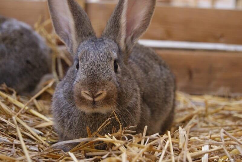 Rabbit Cage Cleaning Made Easy: Daily & Weekly Maintenance Guide