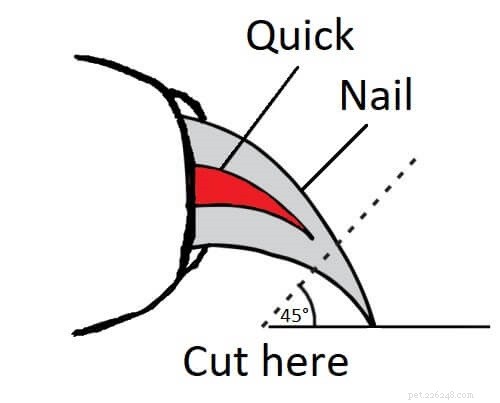 Safe and Easy Rabbit Nail Trimming: A Caregiver’s Guide