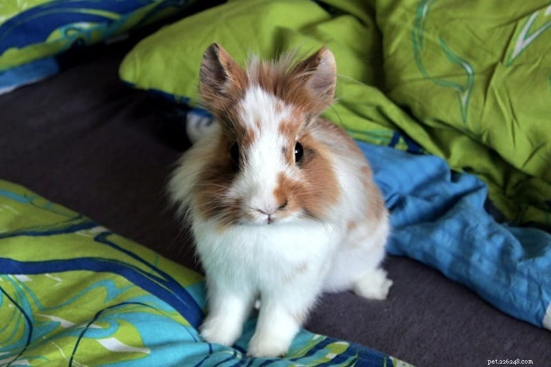 Safe Chewing Choices for Rabbits: A Guide to Protect Your Bunny and Home