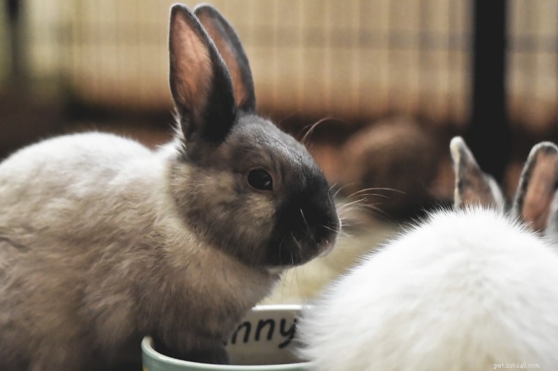 How to Introduce Pet Rabbits & Foster Strong Bonds Between Bunnies