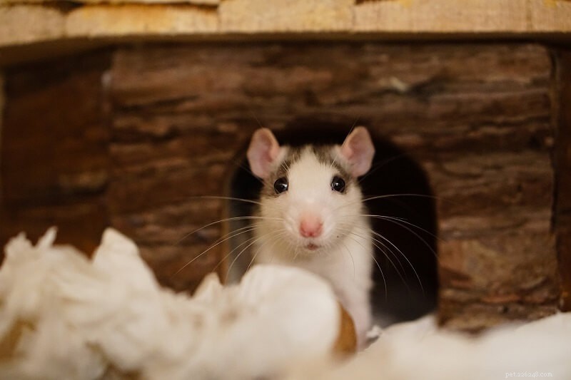 Top 6 Premium Rat Cages: Expert Picks for Your Pet’s Ideal Habitat