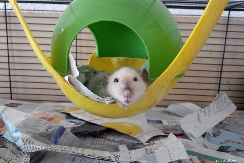 Enhance Your Rat s Home: Top Cage Accessories & Decorations for Comfort & Fun