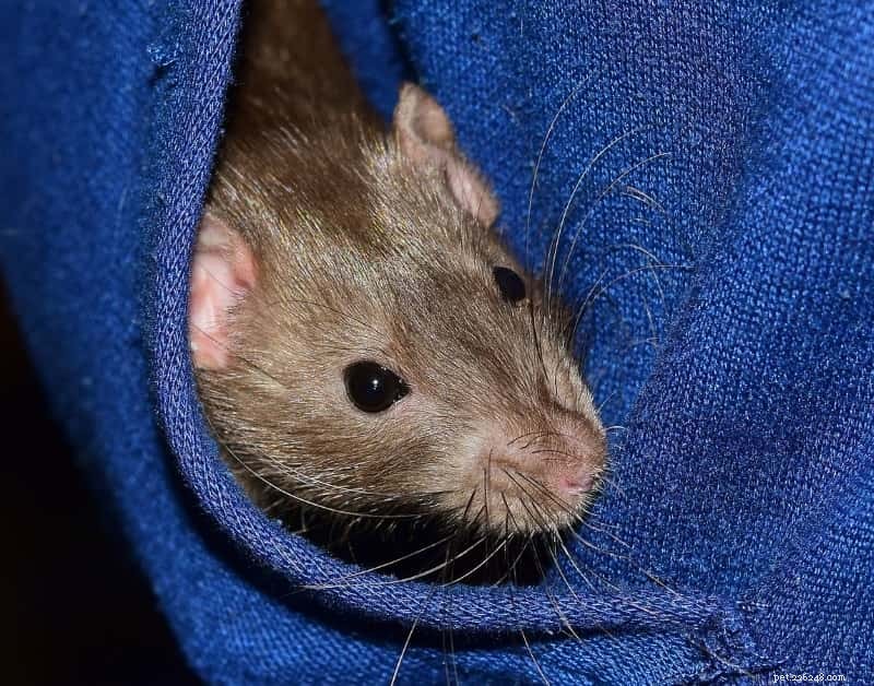 Bonding with Your New Rats: 5 Proven Activities to Build Trust & Friendship