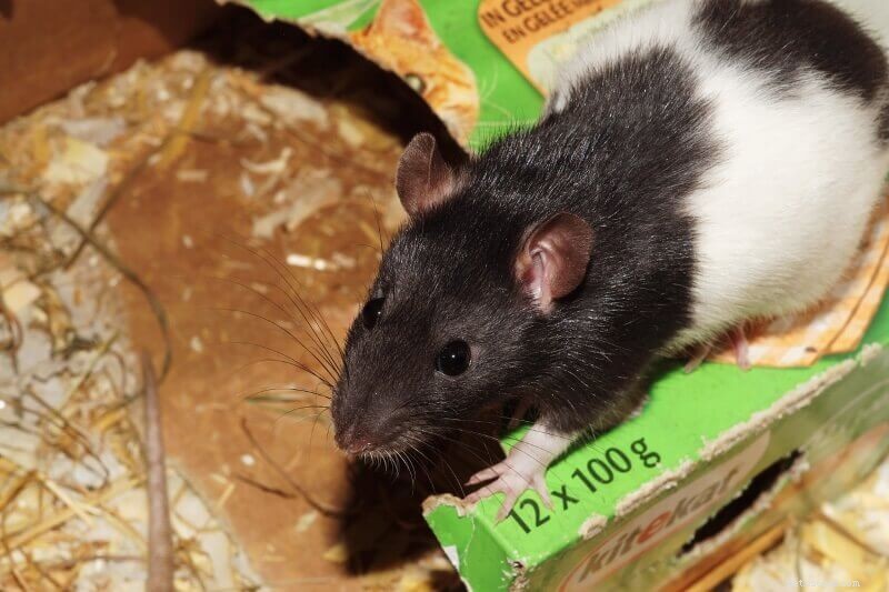 Optimized Rat Cage Setups: Engage Your Pets & Boost Activity