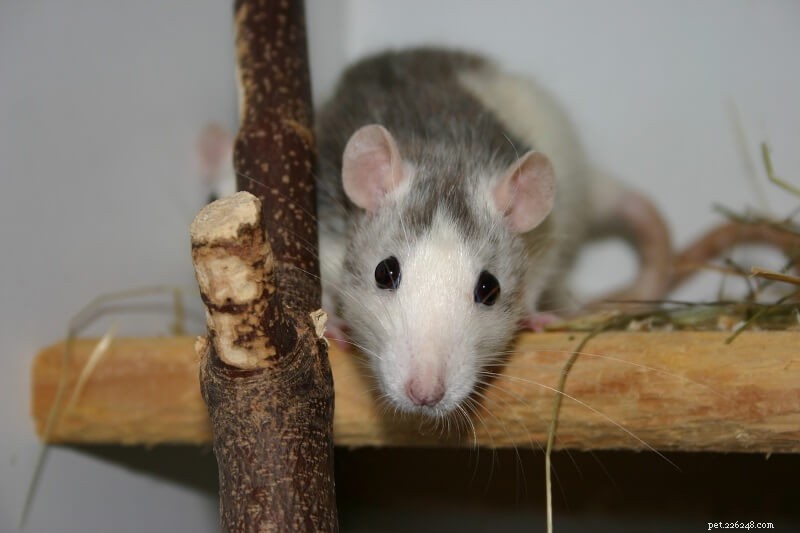 Optimized Rat Cage Setups: Engage Your Pets & Boost Activity