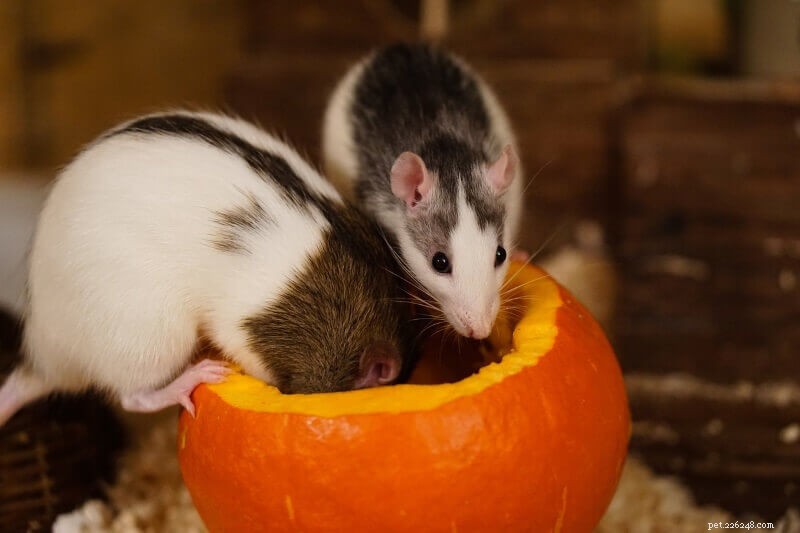 The Complete Rat Care Guide: 9 Essential Steps for Healthy, Happy Pets