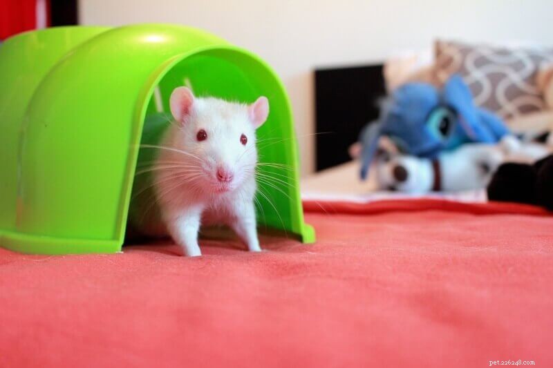 The Complete Rat Care Guide: 9 Essential Steps for Healthy, Happy Pets