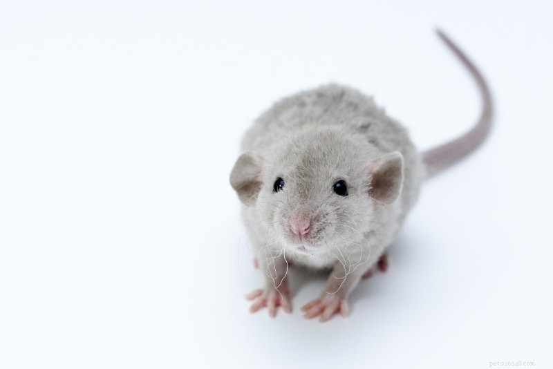 Exploring Pet Rat Varieties: Find the Perfect Breed for Your Home