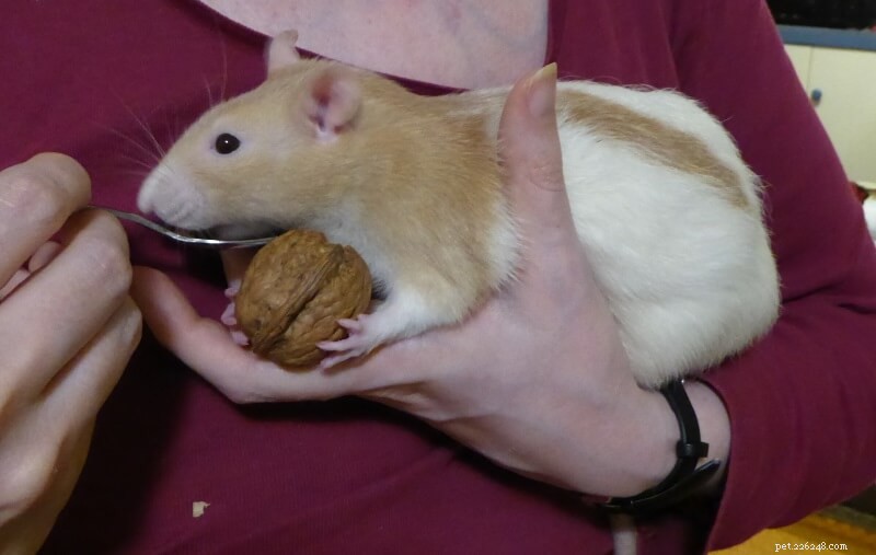 Top 8 Healthy Rat Treats for Happy, Bonding Moments