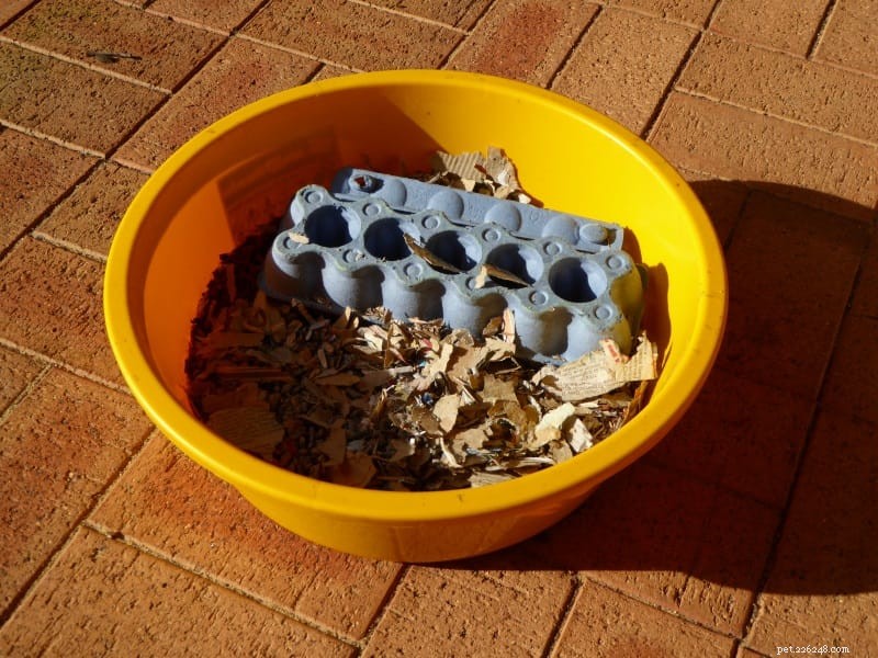 Top 7 Rat Toys That Keep Your Pets Entertained for Hours