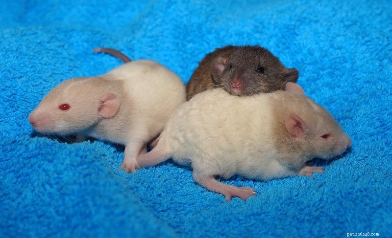 Essential Guide to Caring for Newborn Baby Rats: 6 Key Basics