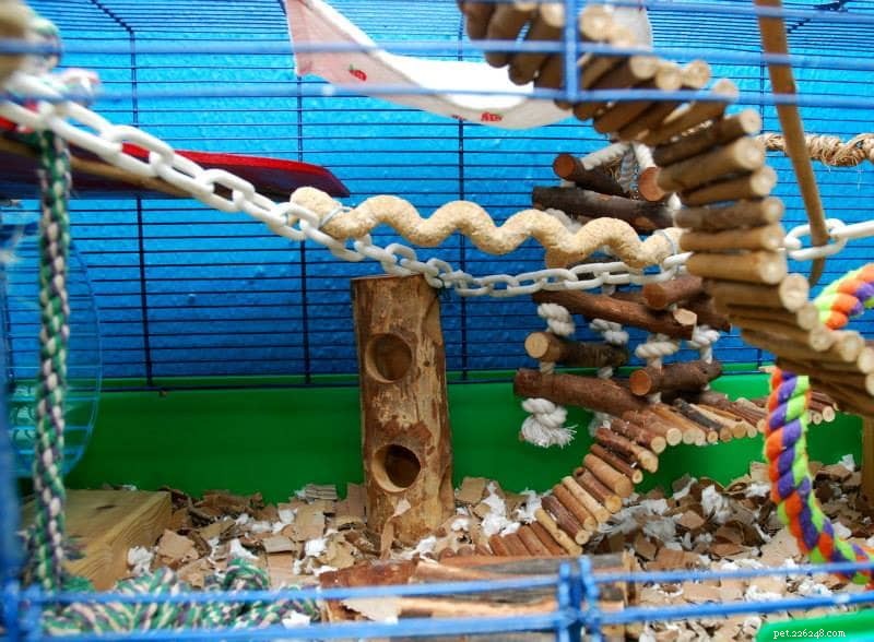Are Pet Rats Smelly? 5 Expert Tips to Keep Their Cage Fresh
