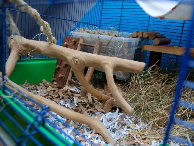 Safe and Unsafe Woods for Rats & Mice: A Practical Guide