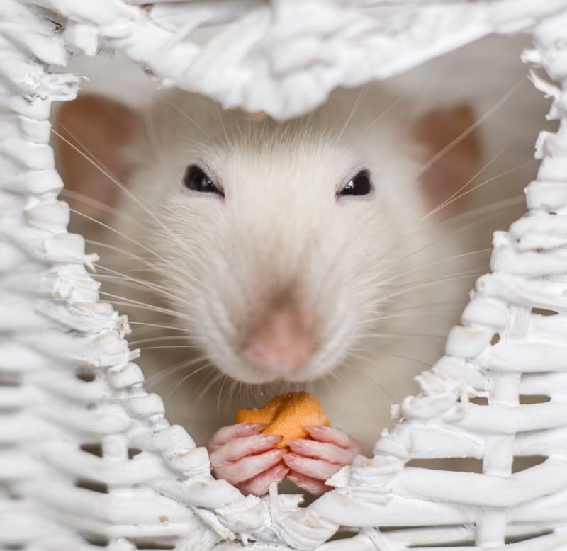 Homemade Rat Food & Treats: Proven Recipes for a Healthy, Happy Rodent Companion