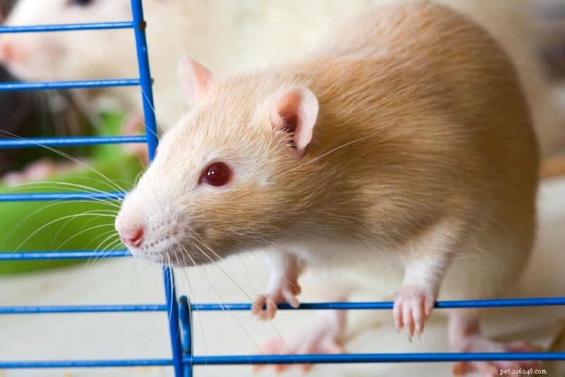 Keep Your Pet Rat Cool This Summer: 5 Proven Cooling Tips