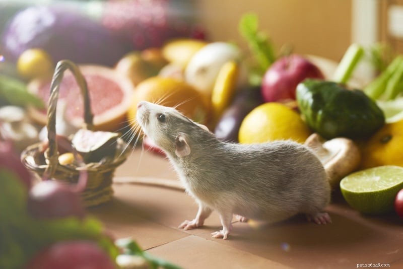 Essential Rat Care Kit: The Complete Guide for New Pet Rat Owners