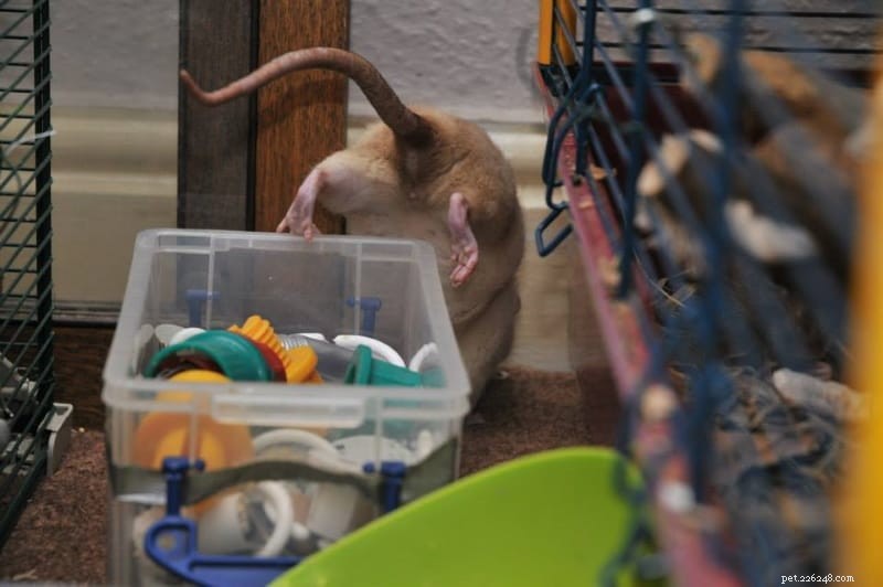 Male vs. Female Pet Rats: Which Is the Better Companion?