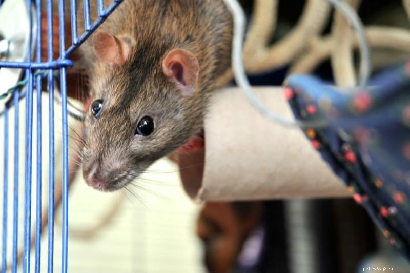 10 Proven Ways to Socialize Shy & Timid Pet Rats