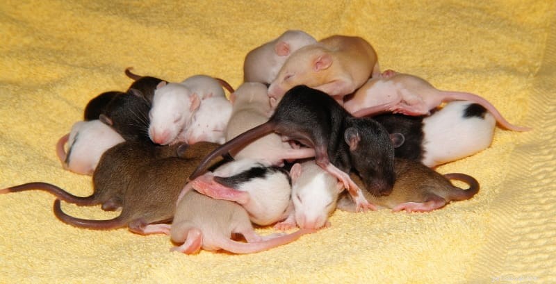 Breeding Pet Rats: Key Considerations for Health, Profit, and Responsibility