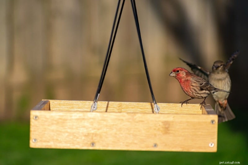 Choosing the Right Bird Feeder: Types, Preferences, and Tips for Backyard Birdwatchers