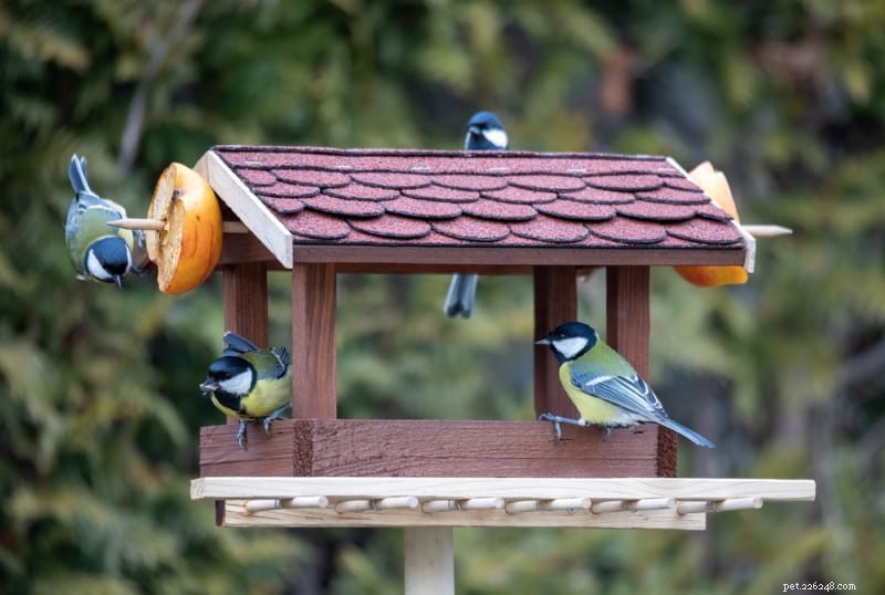 Choosing the Right Bird Feeder: Types, Preferences, and Tips for Backyard Birdwatchers