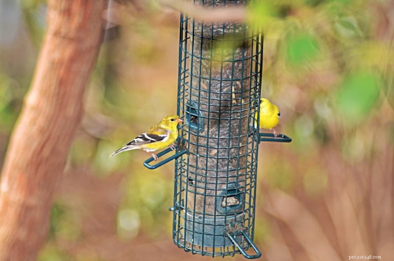 Choosing the Right Bird Feeder: Types, Preferences, and Tips for Backyard Birdwatchers
