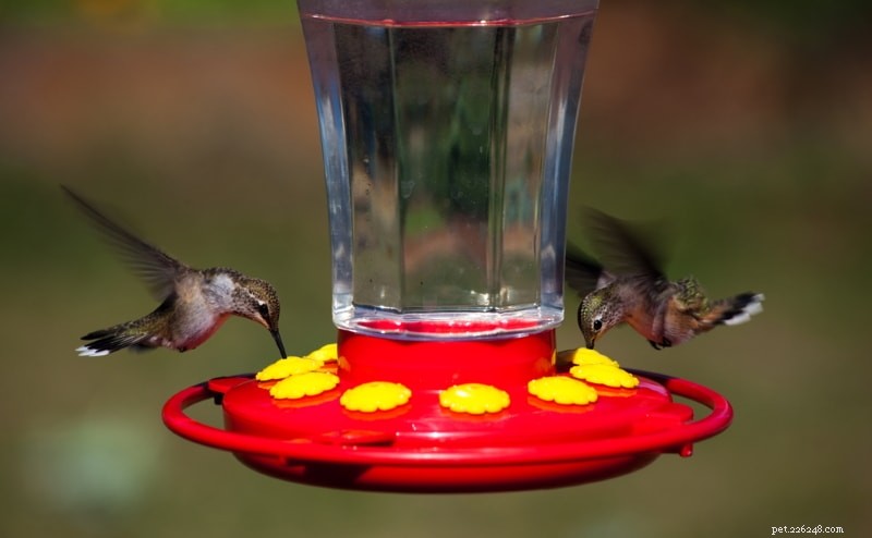 Choosing the Right Bird Feeder: Types, Preferences, and Tips for Backyard Birdwatchers