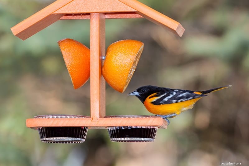Choosing the Right Bird Feeder: Types, Preferences, and Tips for Backyard Birdwatchers