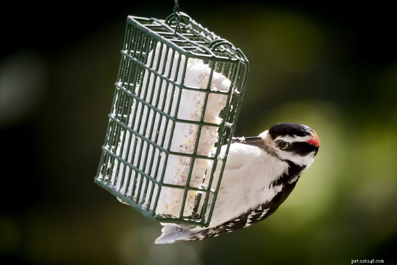 Choosing the Right Bird Feeder: Types, Preferences, and Tips for Backyard Birdwatchers