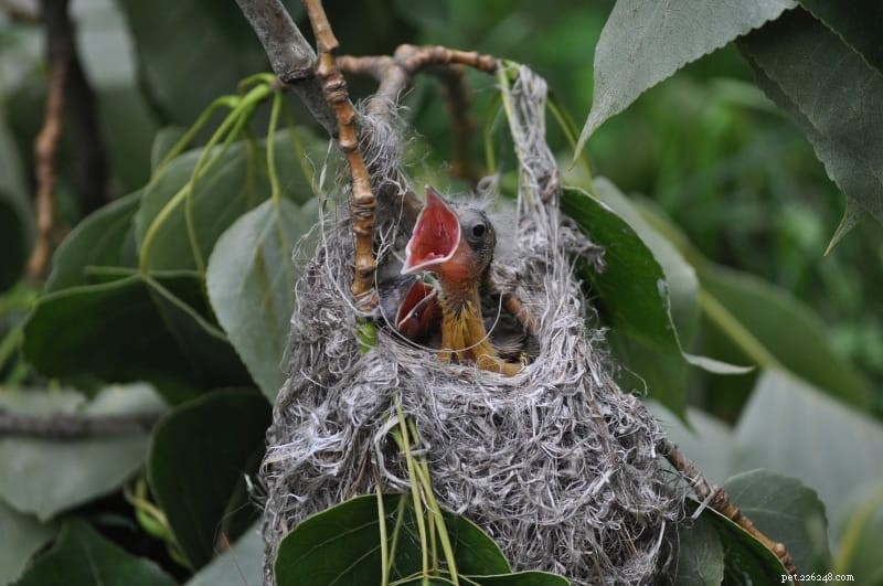 Attract Orioles to Your Yard: Proven Feeding & Nesting Strategies