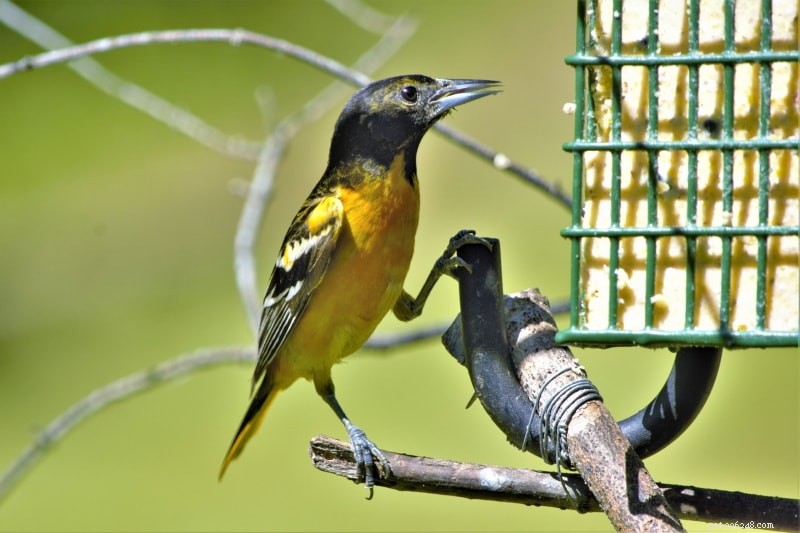 Attract Orioles to Your Yard: Proven Feeding & Nesting Strategies