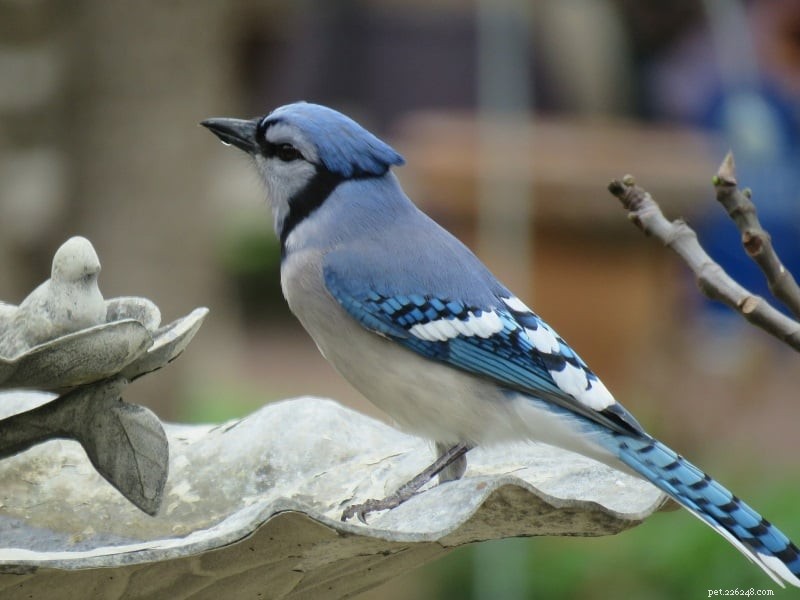 4 Proven Strategies to Attract Blue Jays to Your Yard