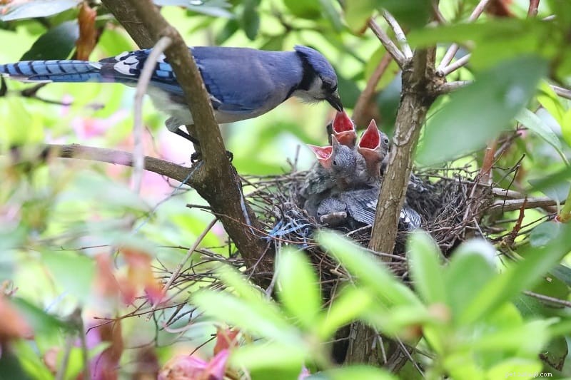 4 Proven Strategies to Attract Blue Jays to Your Yard