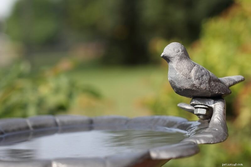 5 Proven Ways to Attract Cardinals to Your Yard